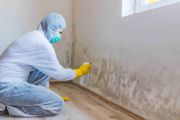 Mold Removal Process in Robins Af, GA
