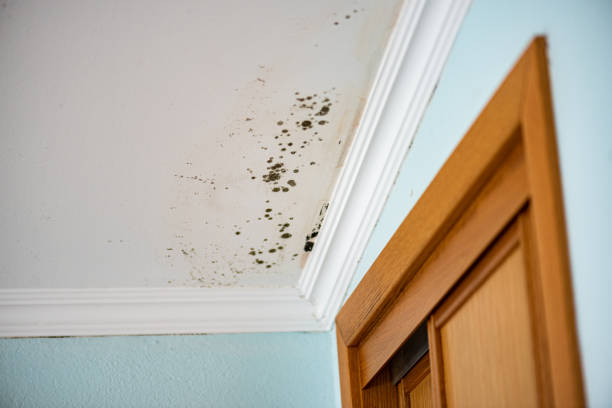 Best Best Mold Removal Companies  in Robins Af, GA