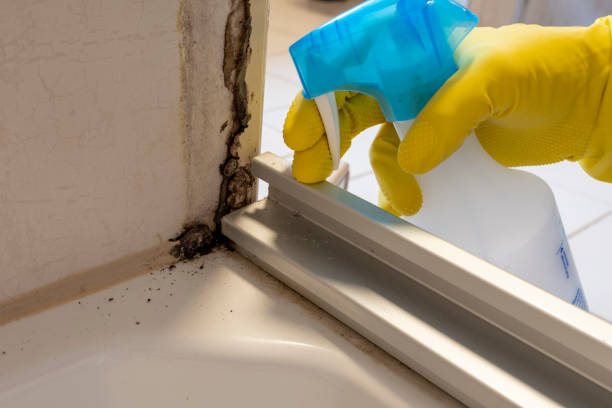 Best Black Mold Removal  in Robins Af, GA