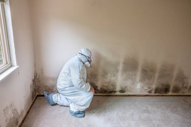 Best Residential Mold Removal  in Robins Af, GA
