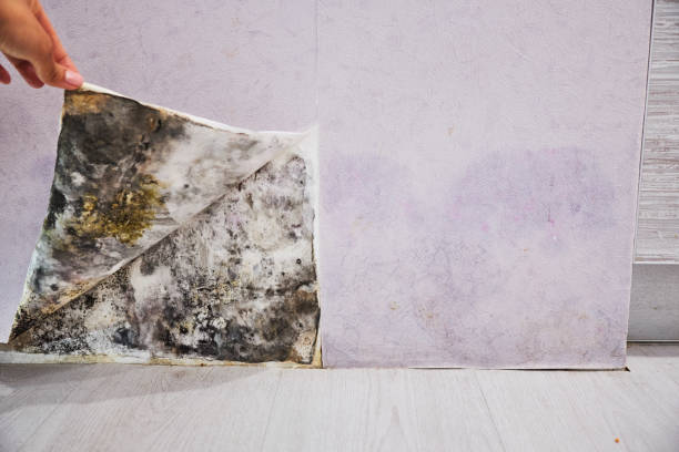 Best Office Mold Removal Services  in Robins Af, GA